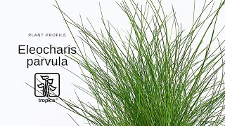 Eleocharis parvula  Dwarf hairgrass [upl. by Adnilema191]