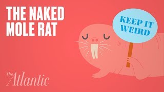 Why Is the Naked Mole Rat So Weird [upl. by Seidnac]