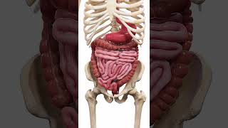 🍽️ Peristalsis The WaveLike Motion of Digestion 🍽️ anatomy [upl. by Lugo52]