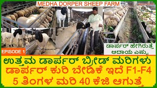 ಡಾರ್ಪರ್ ಕುರಿ ವರ್ಷಕ್ಕೆ 100Kg ಬೆಳೆವಣಿಗೆ  Dorper Sheep Farming Karnataka  300 ಕುರಿಗಳ Dorper ಫಾರ್ಮ್ [upl. by Ahsinev]