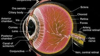 Histology of Eye mbbshistology [upl. by Acireh]