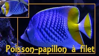 Chaetodon xanthurus  Bleeker 1857 HD Poissonpapillon à filet  Aqua Porte Dorée  122014 [upl. by Tempa]