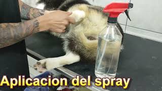 APLICACION DE FIPRONIL EN SPRAY [upl. by Polard]