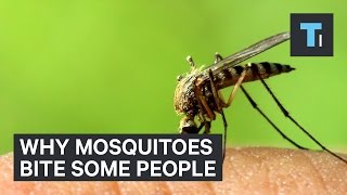 Why mosquitoes bite some people [upl. by Retsek599]