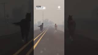 Horses Run From Firefighters Drive Through Texas Fires [upl. by Eniamraj536]