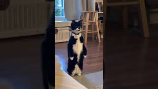 Cat identifies as a meerkat 😺  🎥Collab shorts funnyanimals cats catlovers [upl. by Dodie]