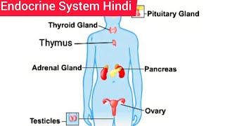 Endocrine System Hindi  Endocrine System Anatomy and Physiology  Structure  Function  Location [upl. by Acinnor]