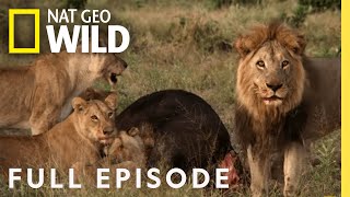 Mother of Lions Full Episode  Savage Kingdom [upl. by Rennug]