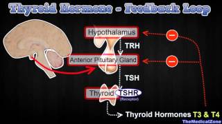 Thyroid Hormone Regulation  Negative Feedback Loop Hypothalamus and Anterior Pitutiary [upl. by Yllet298]