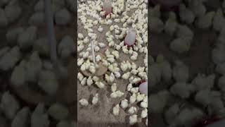 Poultry farm hatch🐓chicken [upl. by Aikem]