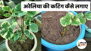 अरेलिया की कटिंग  How to Propagate Aralia Dinner Plate Plant  Aralia Dinner Plate Plant [upl. by Norga]