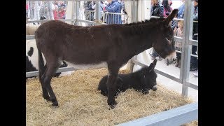 Características y Funciones del Burro  TvAgro por Juan Gonzalo Angel [upl. by Lethia]