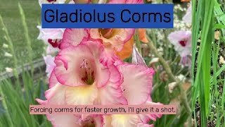 Forcing Gladiolus Corms [upl. by Graeme382]