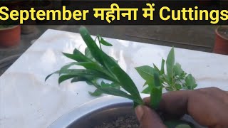 Cutting propagation in the September for winter garden  Cuttings propagation [upl. by Shifra887]