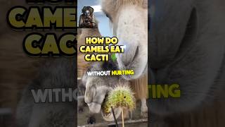 WHY DON’T CAMELS GET HURT WHEN EATING CACTUS [upl. by Tadich]