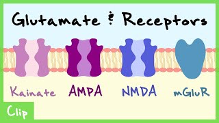 Glutamate Transmitter System Explained NMDA AMPA Kainate mGluR  Clip [upl. by Imotas]