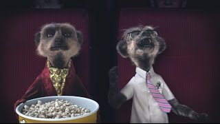 Laughing  MEERKAT MOVIES  Compare the Meerkat [upl. by Gnus]