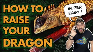 Watch This Before You Buy A Mountain Horned Dragon [upl. by Ahcrop901]