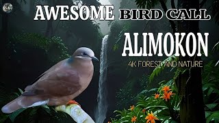 Awesome bird sounds White earedbrown Dove  White earedbrown Dove call [upl. by Llenoj]