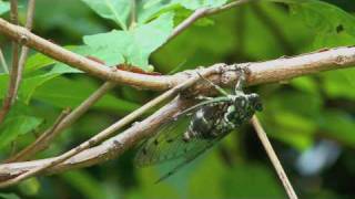 Cicada Cigales du Japon 蝉 セミ [upl. by Urbannal109]