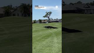 Huge Alligator Takes Stroll on Florida Golf Course [upl. by Asennav]