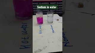 sodium in water sodium metal  Reaction of sodium with water scienceexperiment scienceactivity [upl. by Onitnas63]