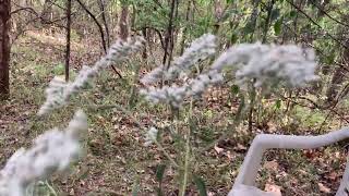 Interview with Late Blooming Thoroughwart  Late Boneset Plant Medicine [upl. by Orling278]