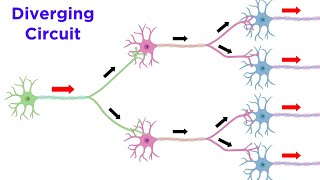 Neuronal Pools and Neural Processing [upl. by Anilag902]