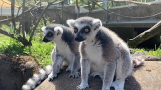 Meet The RingTailed And Red Ruffed Lemurs [upl. by Lydia360]