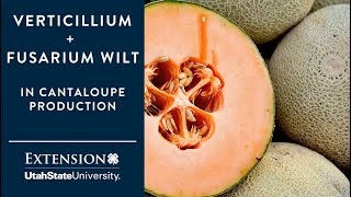 Verticillium and Fusarium Wilts in Cantaloupe Production [upl. by Carlotta]