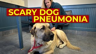 Viral Bacterial Dog Pneumonia  Sick Dog with Cough  How Dog Pneumonia is Spread Symptoms Treated [upl. by Chae921]