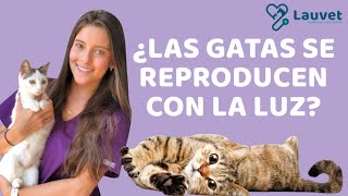 CELO en GATAS 🐱 ¿Cuándo empieza ¿Síntomas TODAS LAS RESPUESTAS [upl. by Giardap]