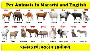 pet animals in english and marathi with pdf  पाळीव प्राणी  pranyanchi nave english  download pdf [upl. by Tawsha]