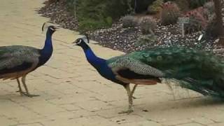 Peacock Territorial Fight [upl. by Allwein]