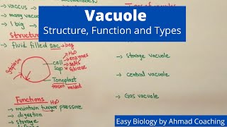 Vacuole Structure Function and Types  Easy Biology [upl. by Ahsauqram]