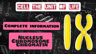 Chromosome Structure And Function  Nucleus Structure [upl. by Eninaej]