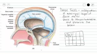 Cranial Meninges [upl. by Ikaz]