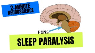 2Minute Neuroscience Sleep Paralysis [upl. by Dnalrah]