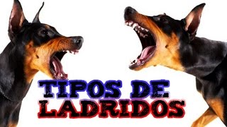 TIPOS DE LADRIDOS I [upl. by Kalasky101]