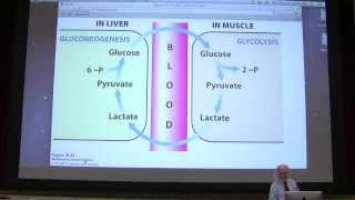 24 Kevin Aherns Biochemistry  Cori Cycle amp Glycogen Metabolism [upl. by Latton273]