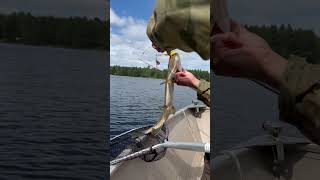 Epic Pike Fishing in Bonnechere River [upl. by Aicatsal804]