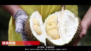 I Farm For You  Episode 003 Durian [upl. by Sabine846]