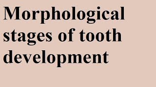 Tooth Development  Root Formation of tooth Session 4 [upl. by Yule]