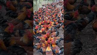 Millions of Roosters are Raised Free Range shorts rooster raisechickens poultryfarm sam98farm [upl. by Sawtelle]