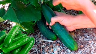 Como Y Cuando Cosechar Pepino  Cultivo Del Pepino  La Huertina De Toni [upl. by Nadya]