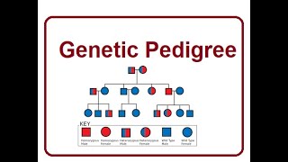 Genetic Pedigree  A Family Tree of Genes  2024 [upl. by Hartmann]