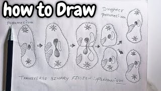 Transverse Binary fission in Paramecium Diagram how to Draw Paramecium reproduction [upl. by Iram]