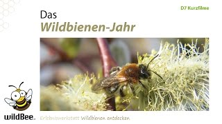 D07 WildbienenJahr [upl. by Chemesh]