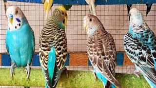 Adorable Charming Budgie Sounds You Need to Hear and relax [upl. by Oretos]