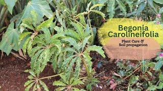 Begonia Carolineifolia Plant Care and Soil propagation [upl. by Kira]